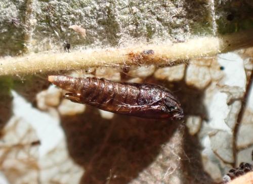 Réf. 336 666 : Phyllonorycter nicellii
